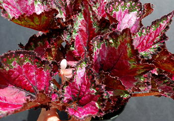 B. ‘Pizzaz’